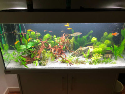 Kundenaquarium mit Pflanzen von aquaplant-shop.business