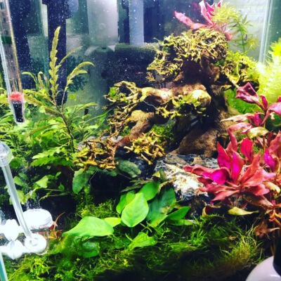 Kundenaquarium mit Pflanzen von aquaplant-shop.business