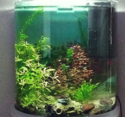 Kundenaquarium mit Pflanzen von aquaplant-shop.business