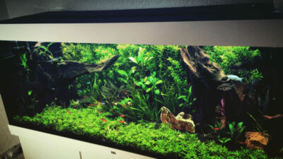 Kundenaquarium mit Pflanzen von aquaplant-shop.business
