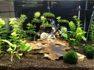 Kundenaquarium mit Pflanzen von aquaplant-shop.business