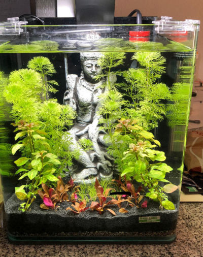 Kundenaquarium mit Pflanzen von aquaplant-shop.business
