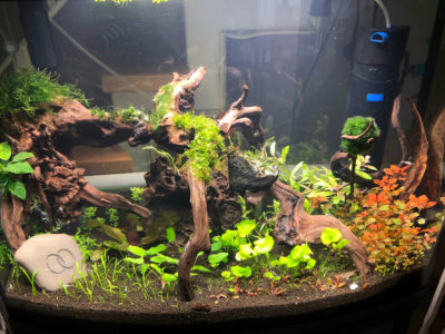 Kundenaquarium mit Pflanzen von aquaplant-shop.business