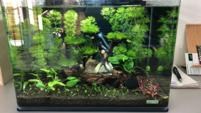 Kundenaquarium mit Pflanzen von aquaplant-shop.business