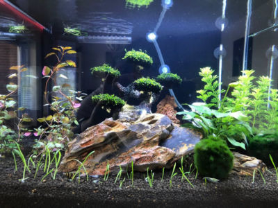 Kundenaquarium mit Pflanzen von aquaplant-shop.business